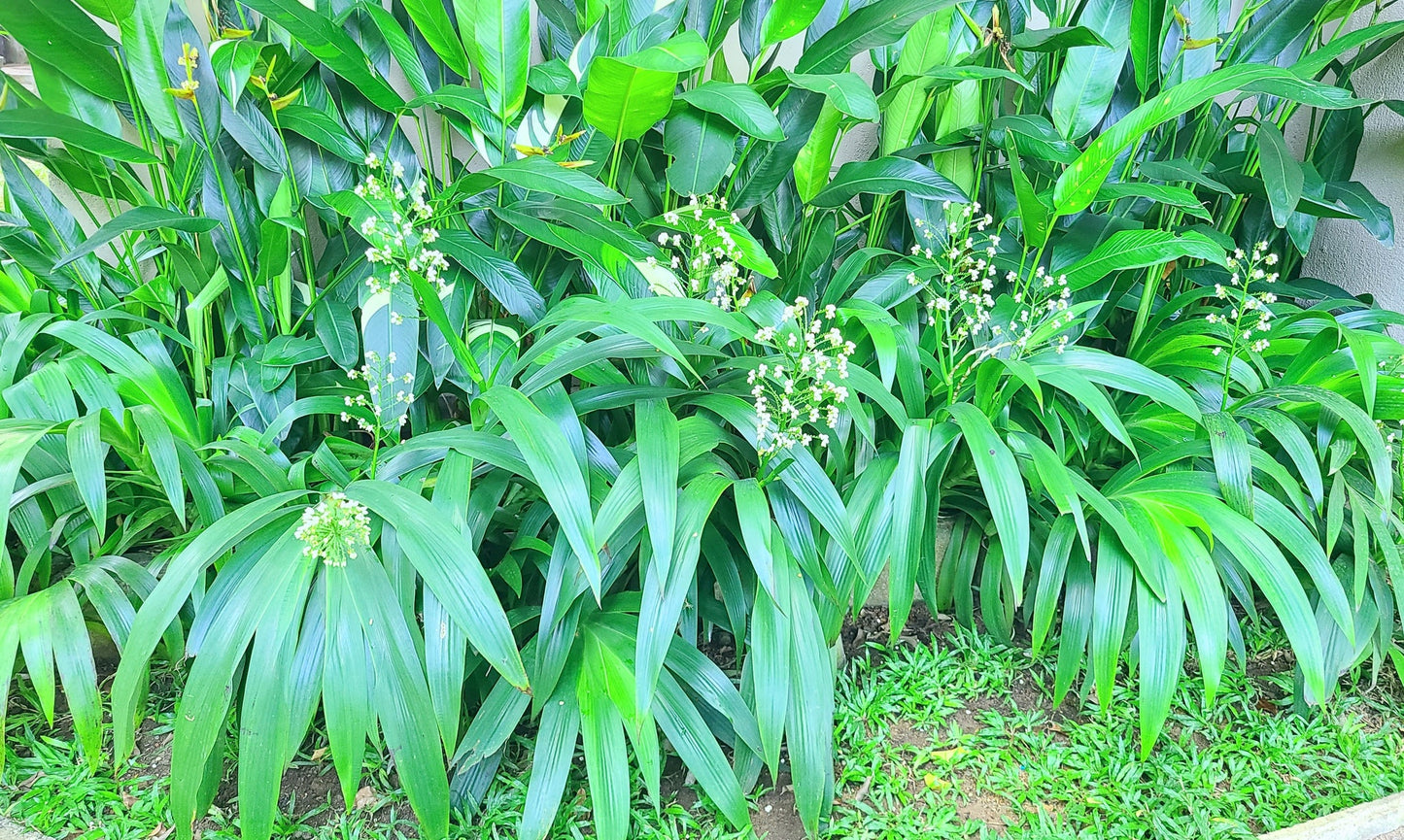 Xiphidium caeruleum