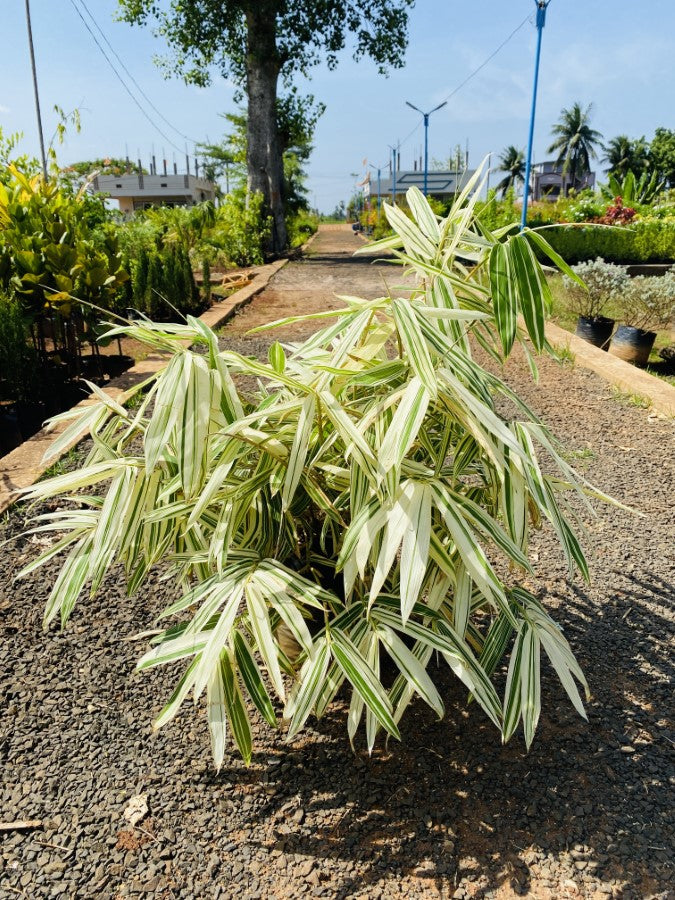 Variegated Hiroshima Bamboo