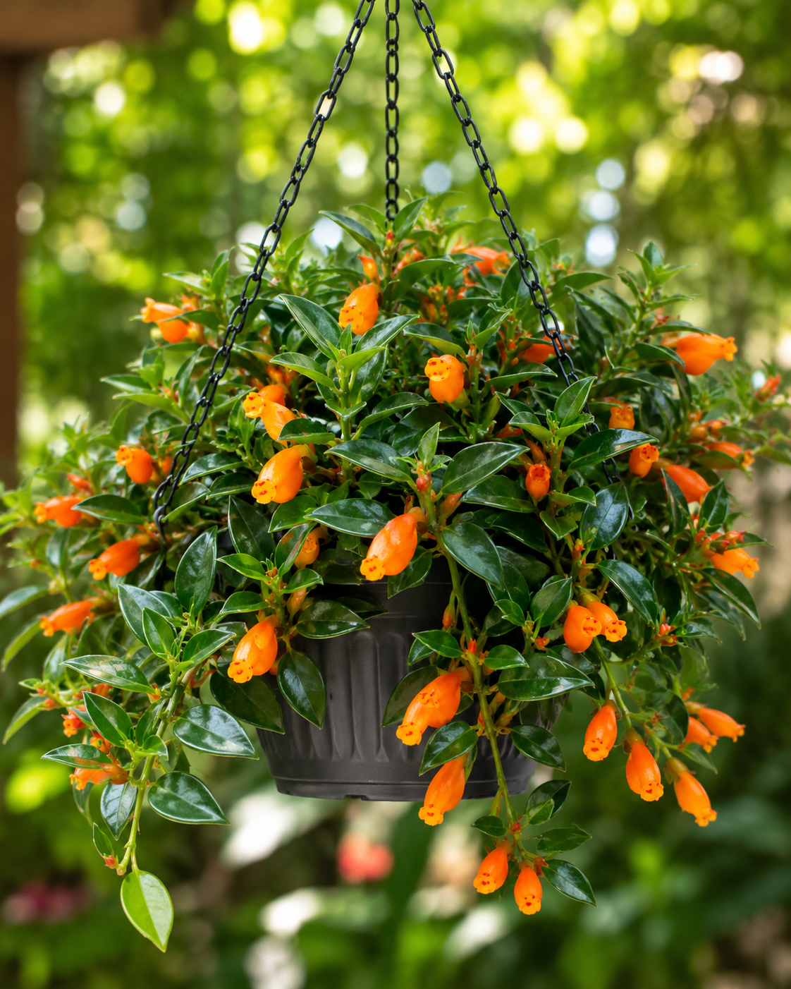 Lipstick Plant Goldfish(3 Plants)