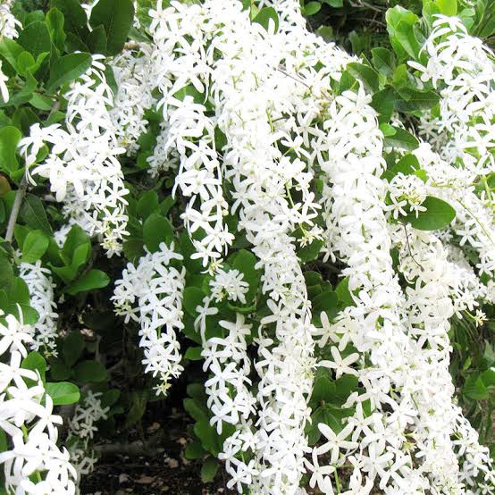 Petrea White(Sandpaper vine)