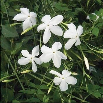 Pichi /Spanish Jasmine