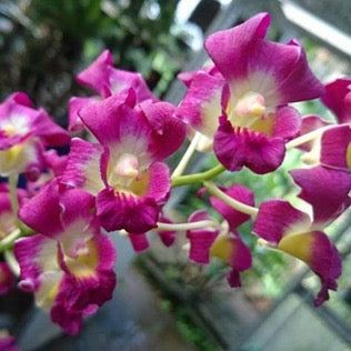 Dendrobium Orchid(Burana Sunshine) Seedling