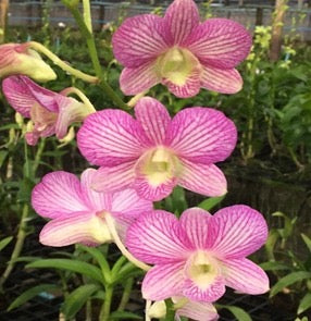 Dendrobium Orchid(Areedang Green x Burana Stripe) Seedling