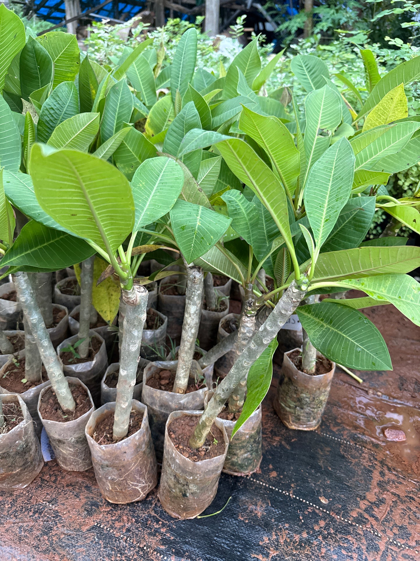 Plumeria Yellow