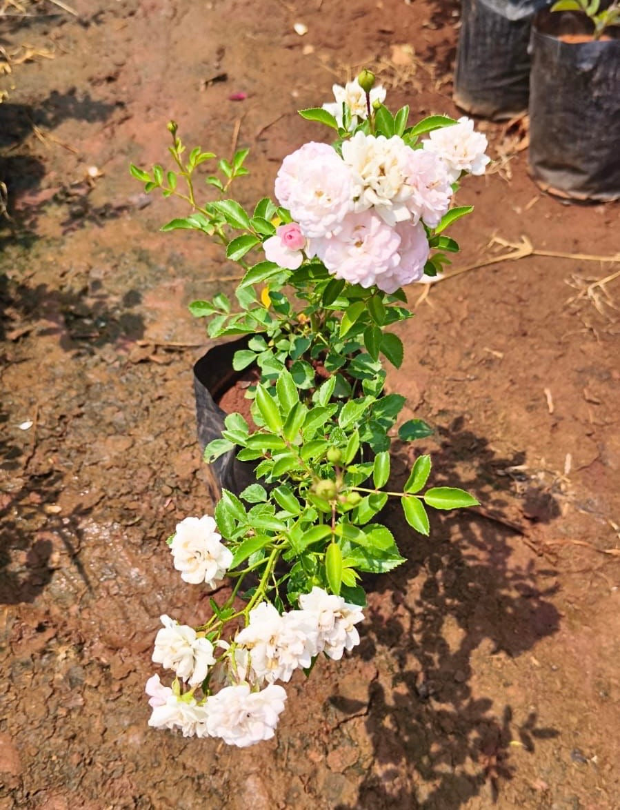 Miniature Orchid Rose(Own Rooted-Nadan)