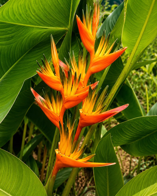 Heliconia Guyana