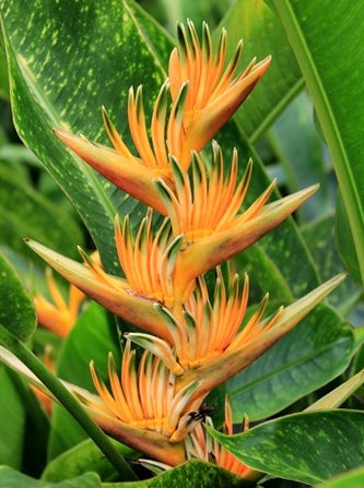 Dorgie Water Heliconia