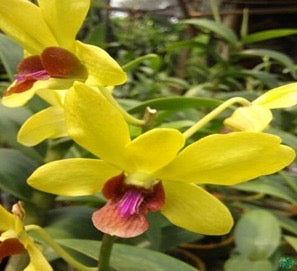 Dendrobium Orchid(Airy Gold) Mature Plant