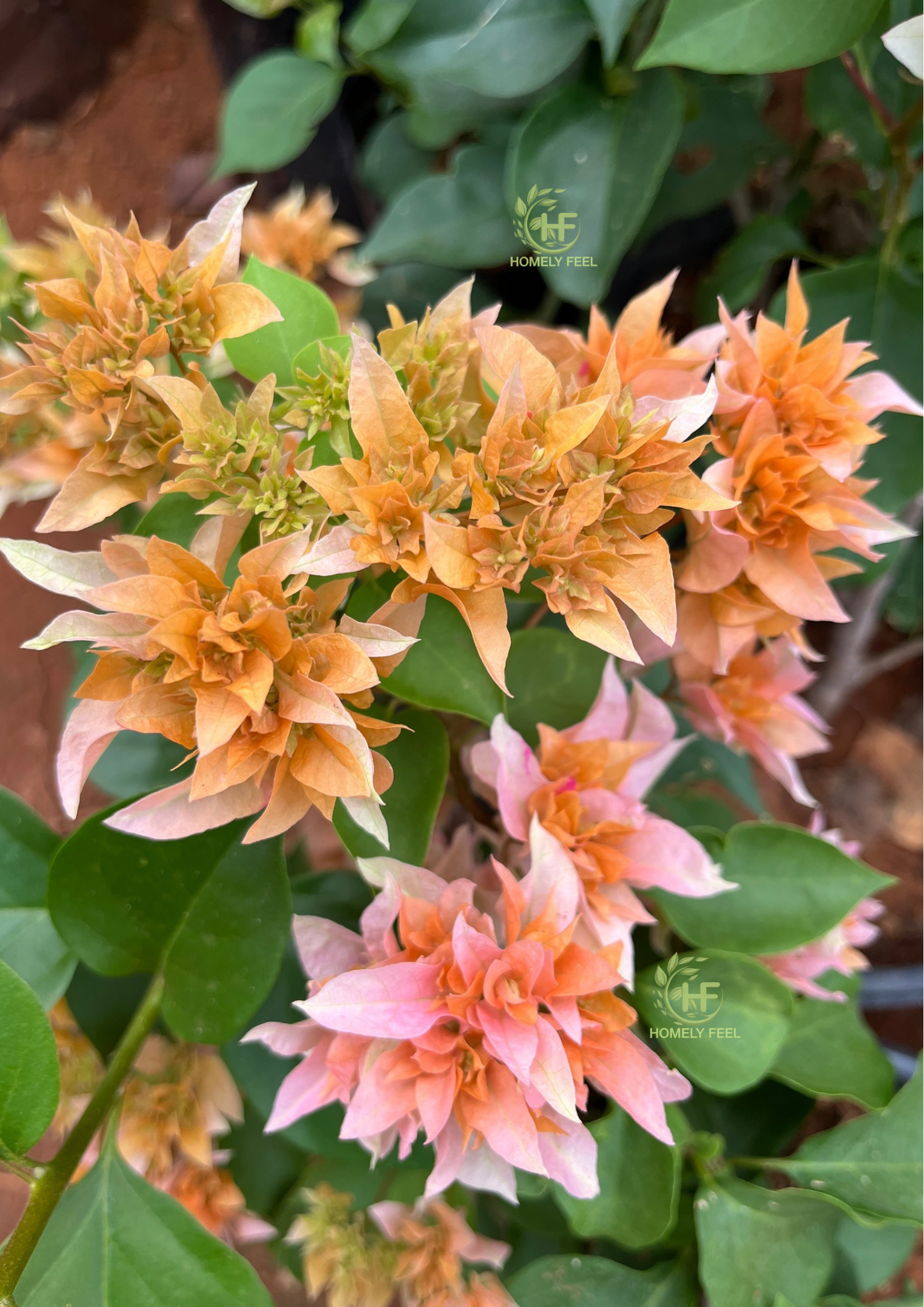 Bougainvillea Mahara Orange