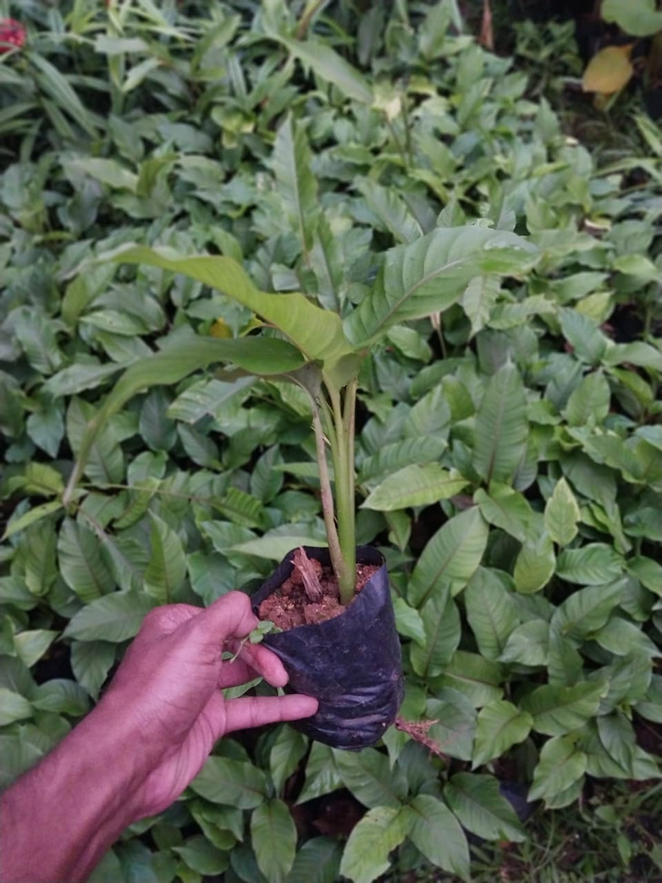 Heliconia Jamaican Dwarf
