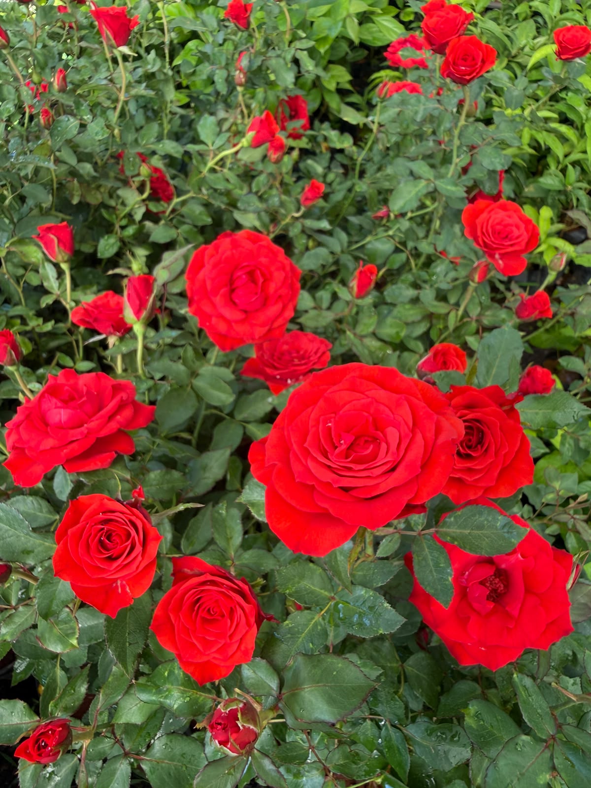 Modi Red Rose