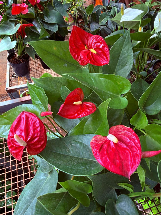 Anthurium Miniature Red(Bushy Plant)