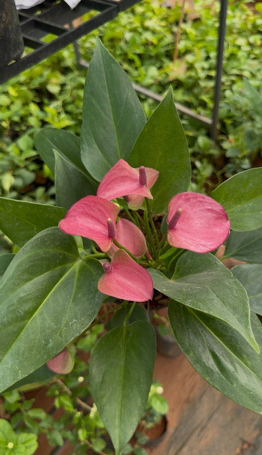 Anthurium Purple
