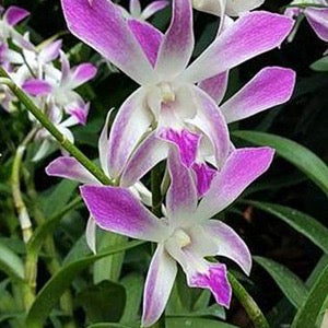 Dendrobium Orchid(Caesar pink) Seedling