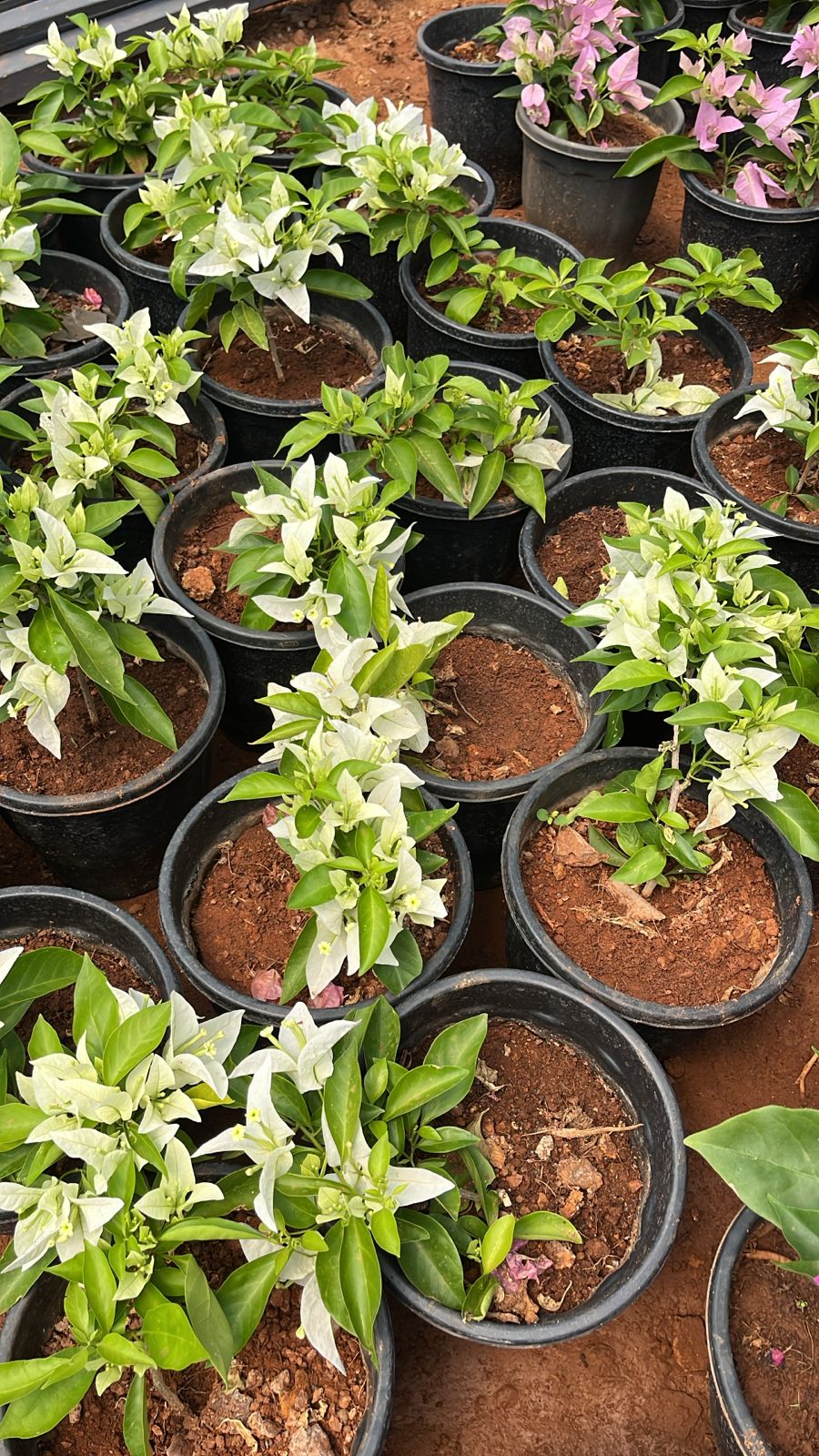 Bougainvillea Pune White Hybrid