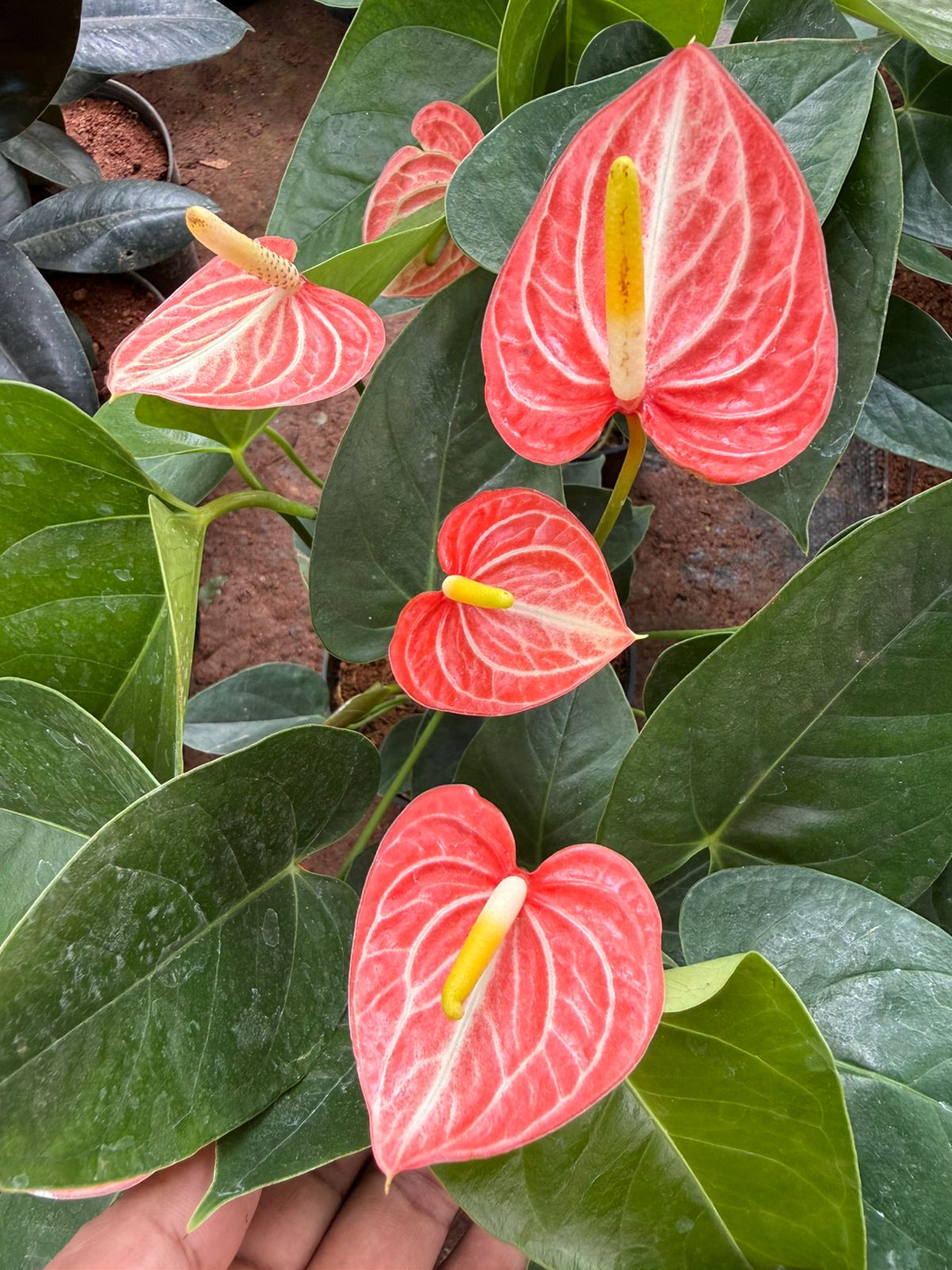 Anthurium Orange -White Stripe (Double Shoot)
