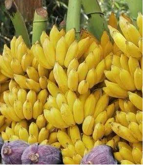 Poovan Banana(Tissue Culture)