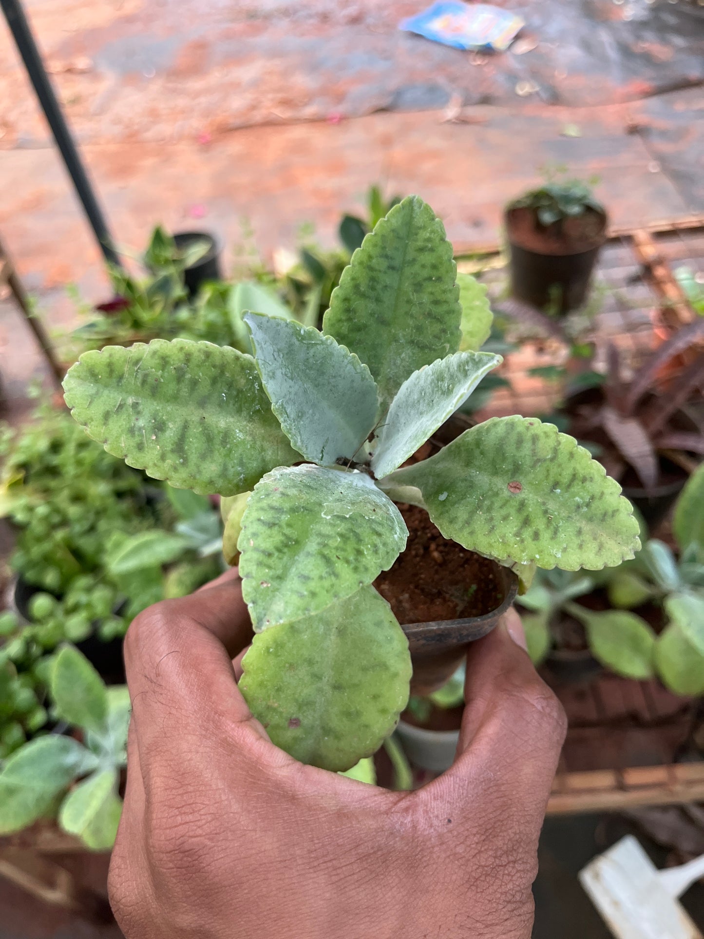 Donkey Ear Plant