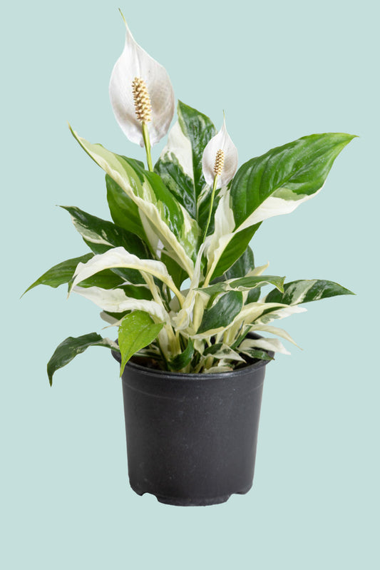 Peace Lilly Picasso Variegated