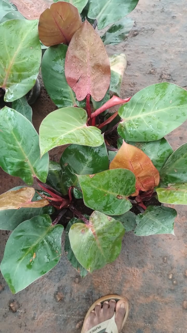 Philodendron Red cardinal