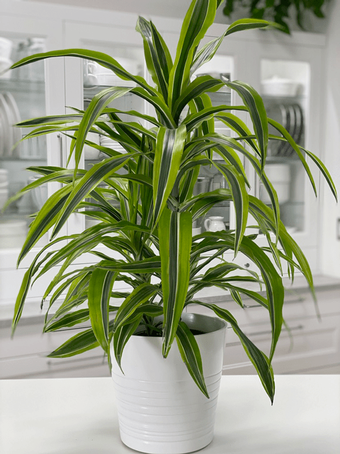 Dracaena Lemon Lime