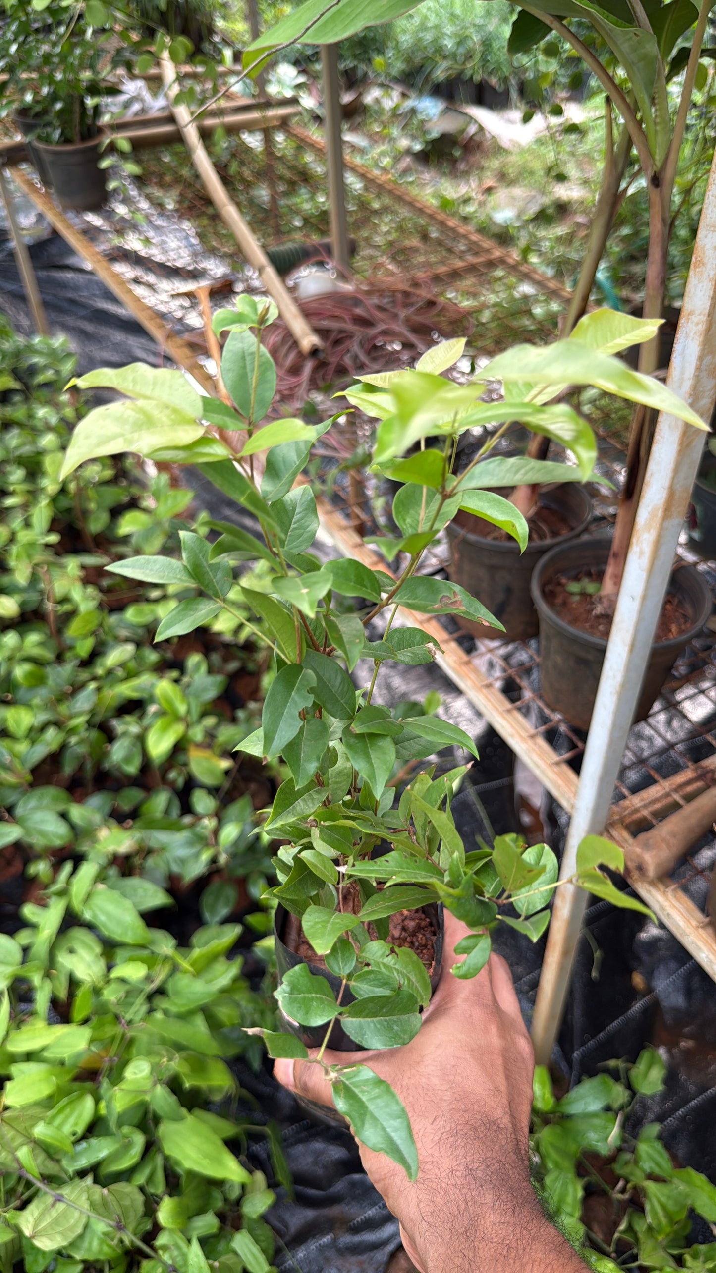 Jaboticaba Red Hybrid(Layered)
