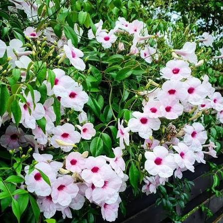 Pink Bower Vine Creeper