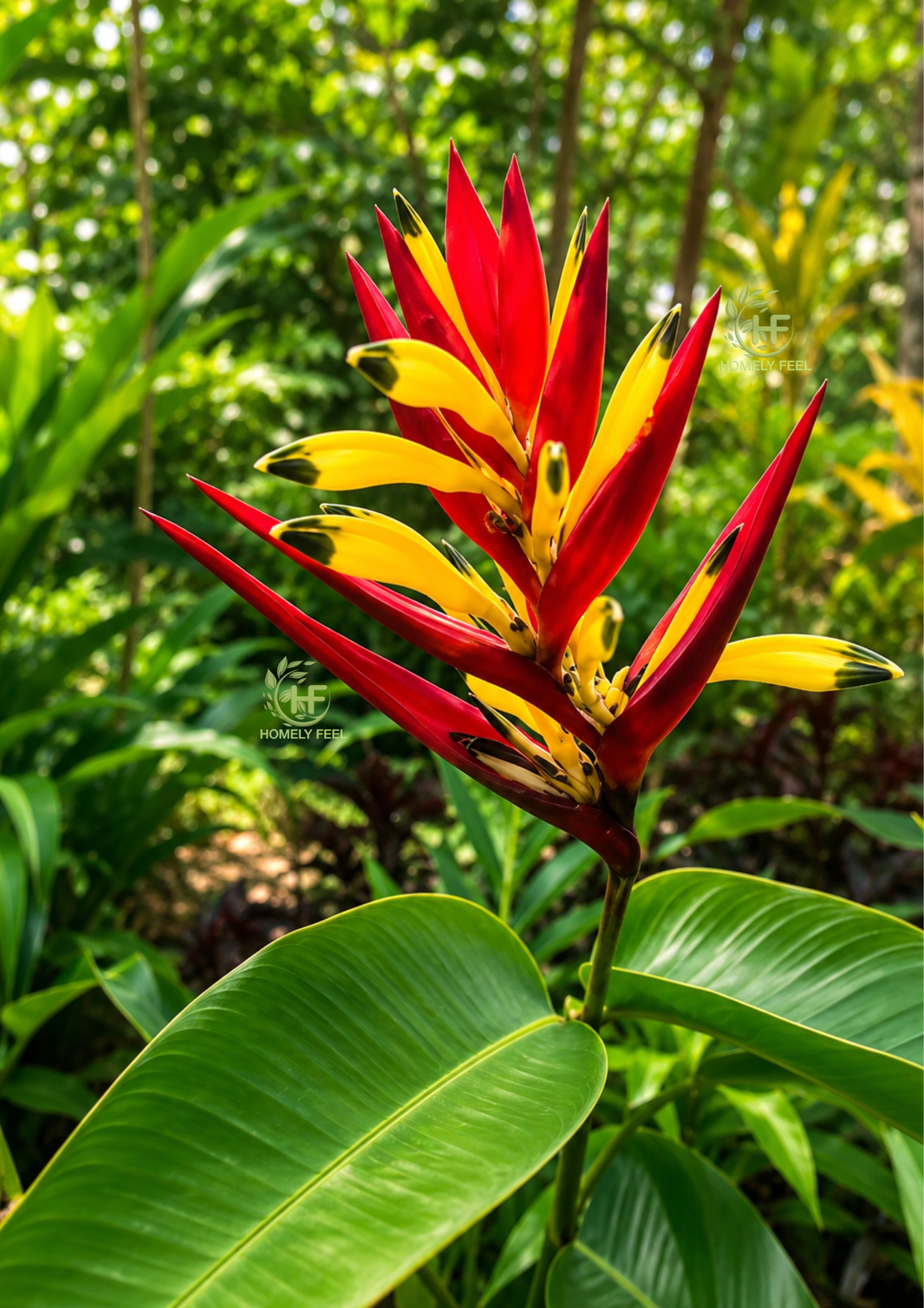 Heliconia Hirsuta