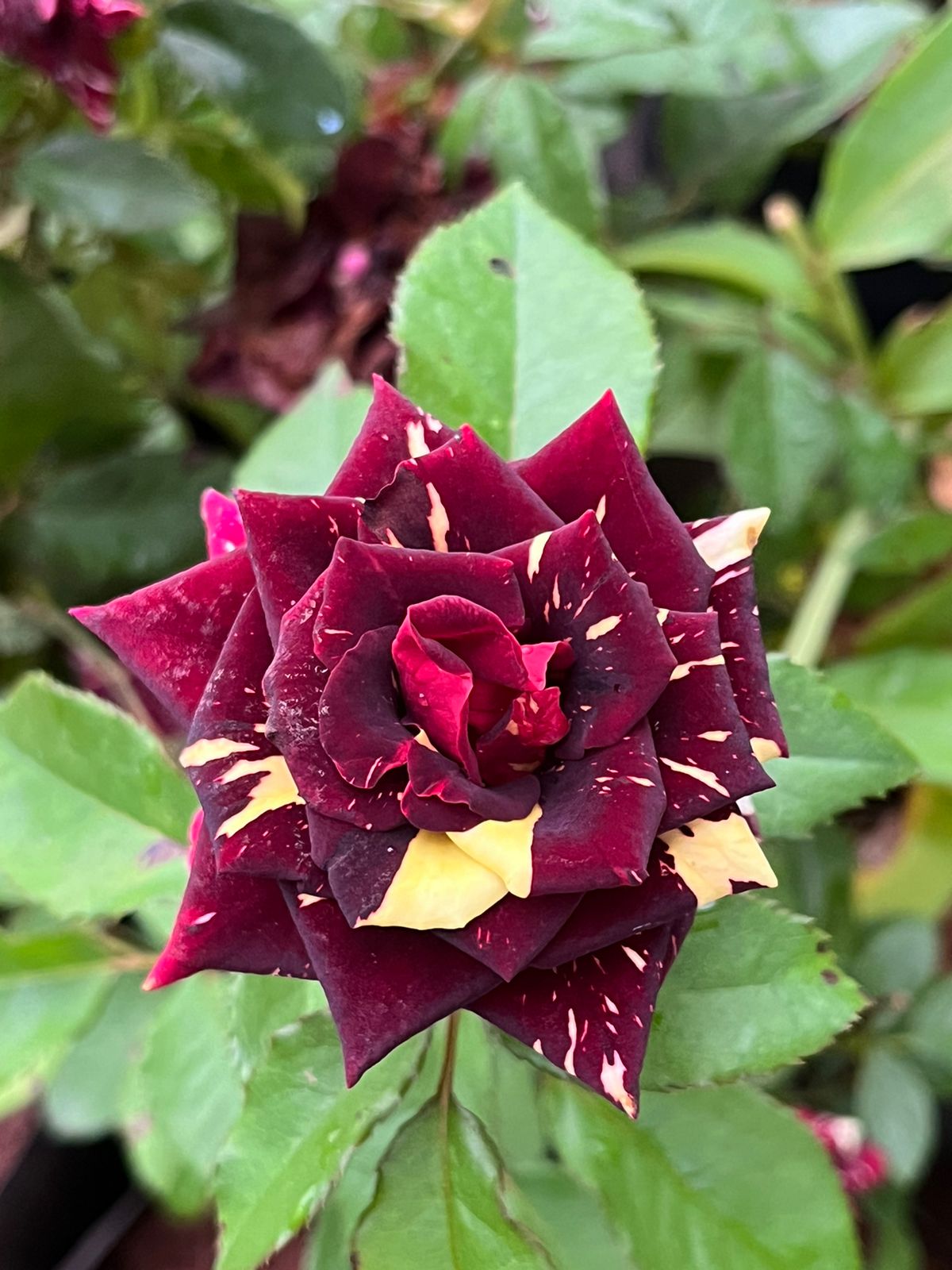 Tiger Rose