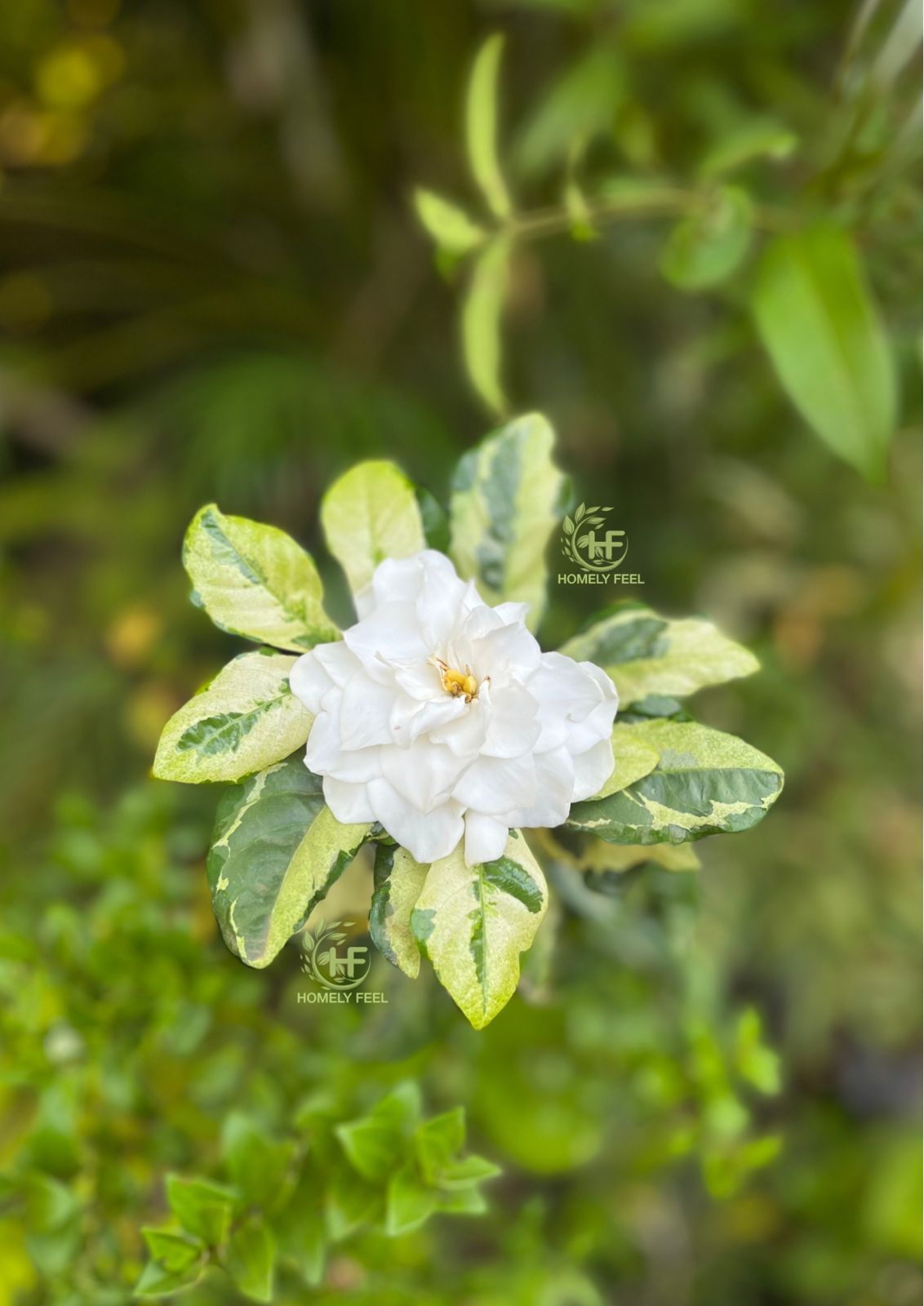 Gardenia Variegated