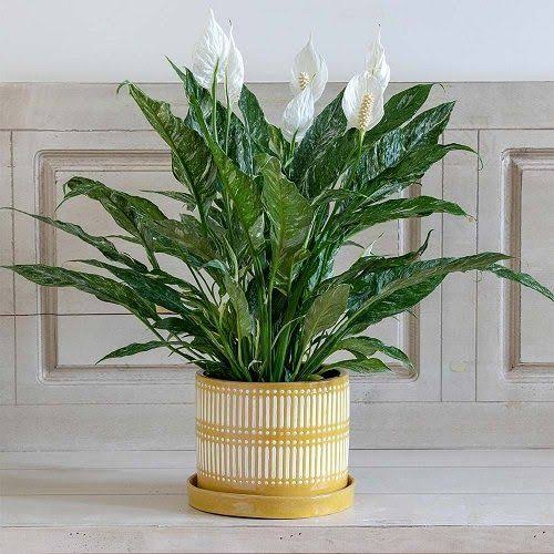Peace Lilly Domino Variegated