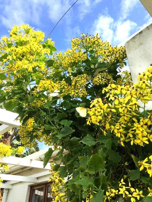 Canary Creeper(Bridal yellow) (2 Plants Combo)