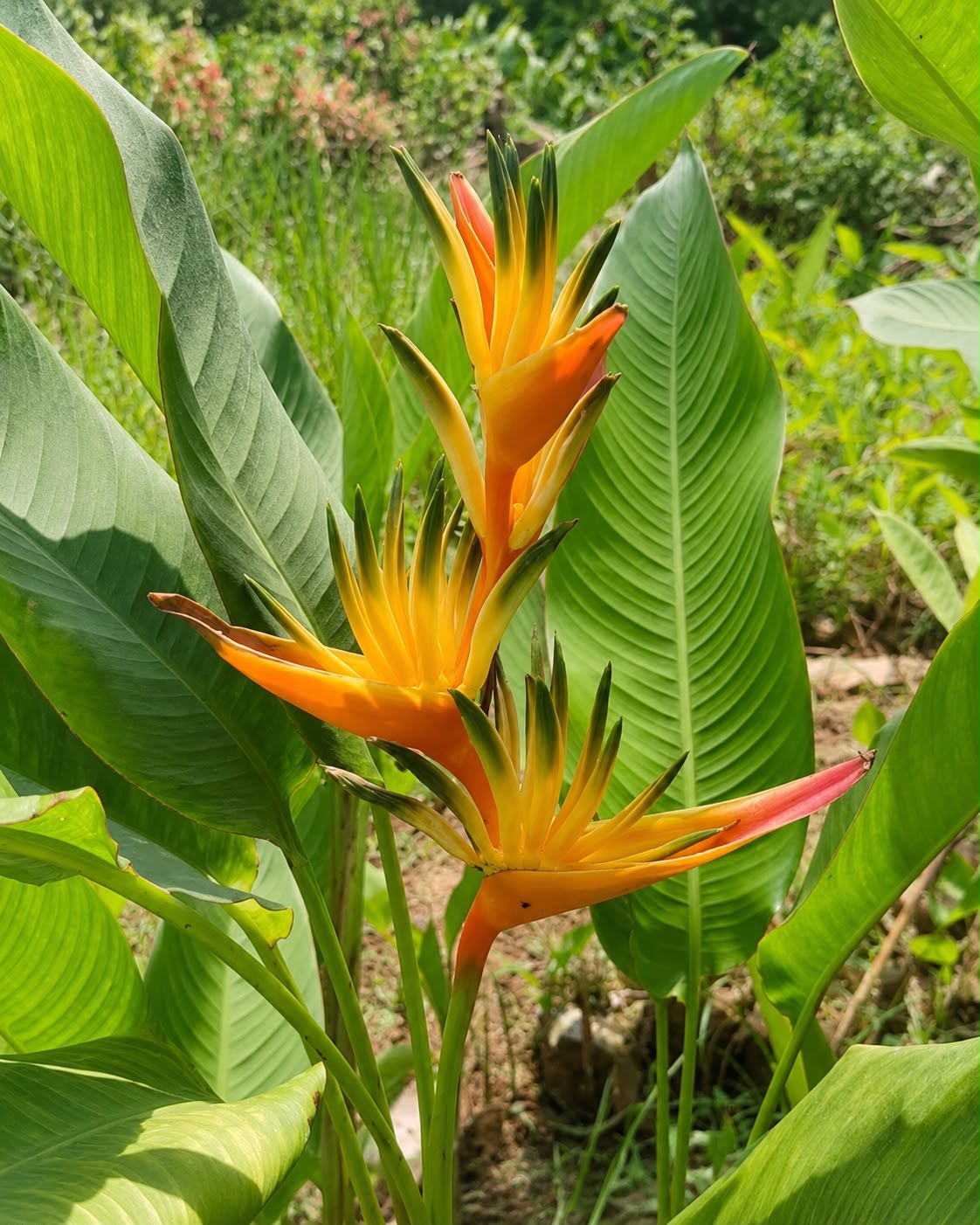Heliconia Guyana