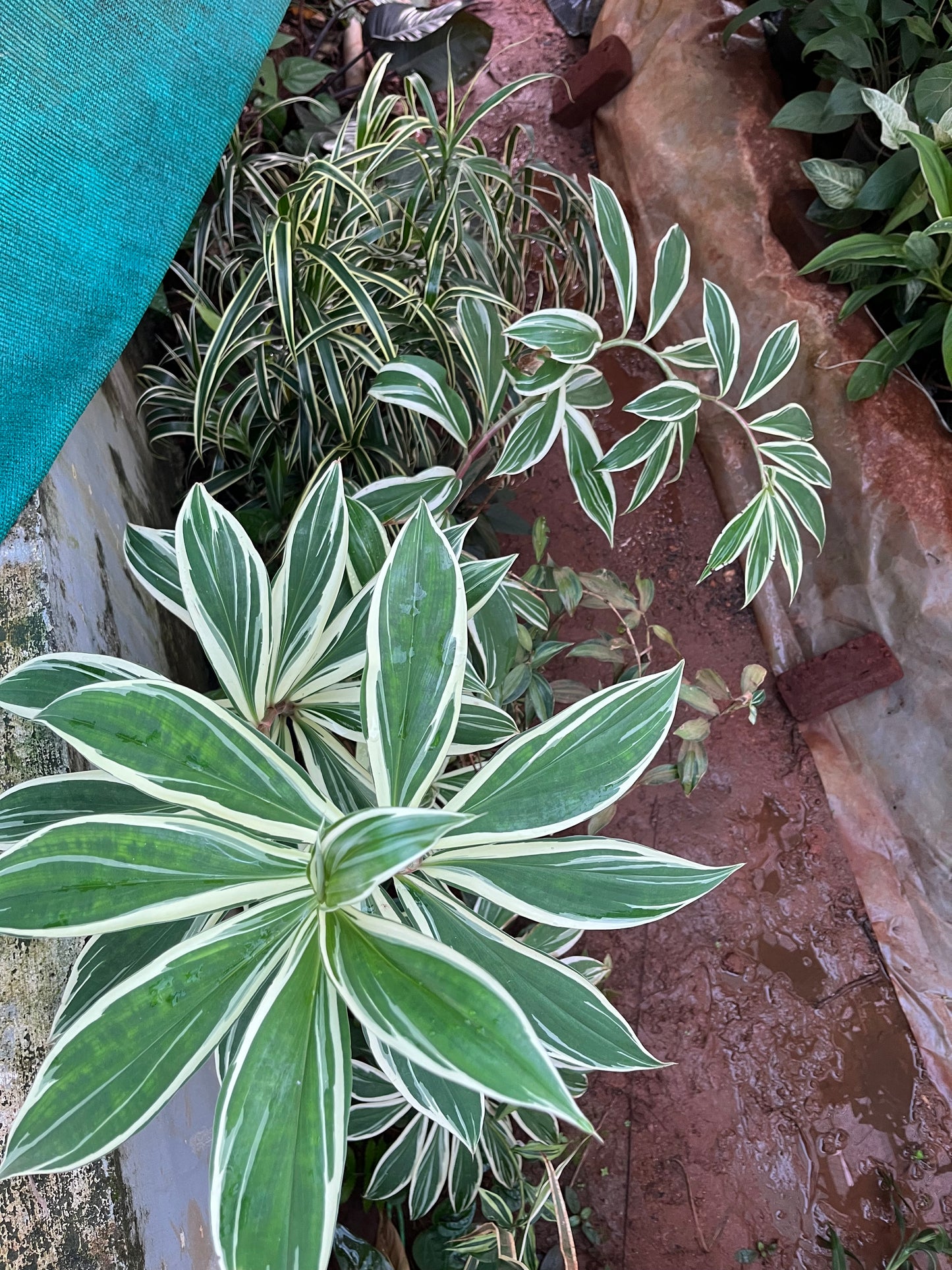 Costus Arabicus(Spiral Ginger) Variegated