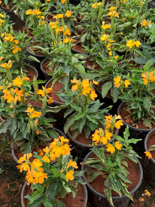 Crossandra Yellow Hybrid