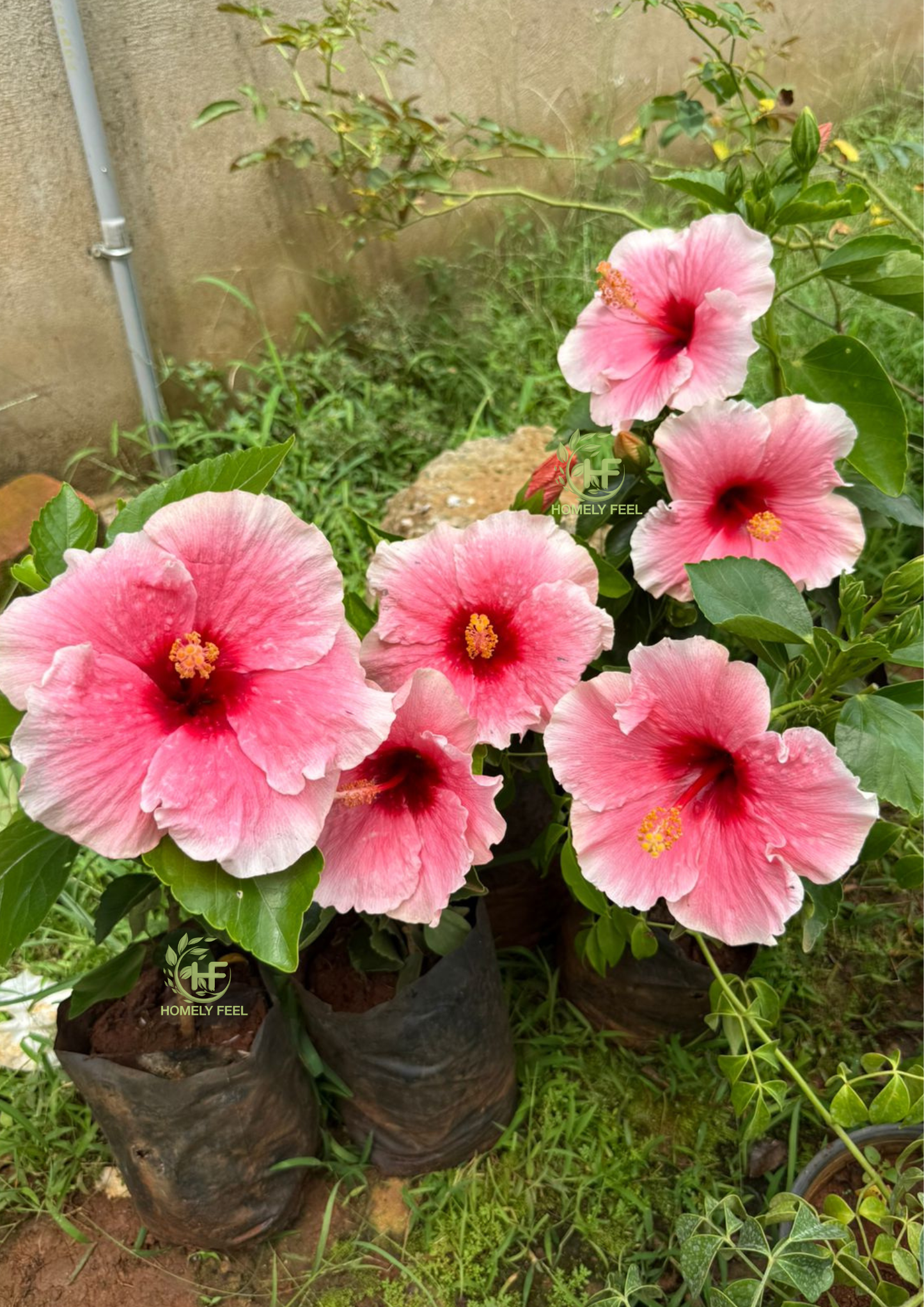 Hibiscus Pink Fiesta Hybrid