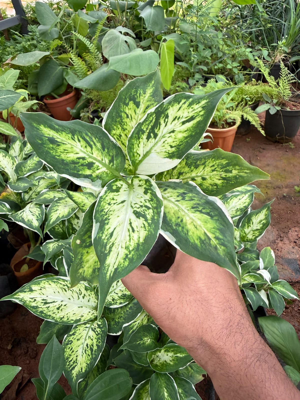 Dieffenbachia Maculata(single shoot)