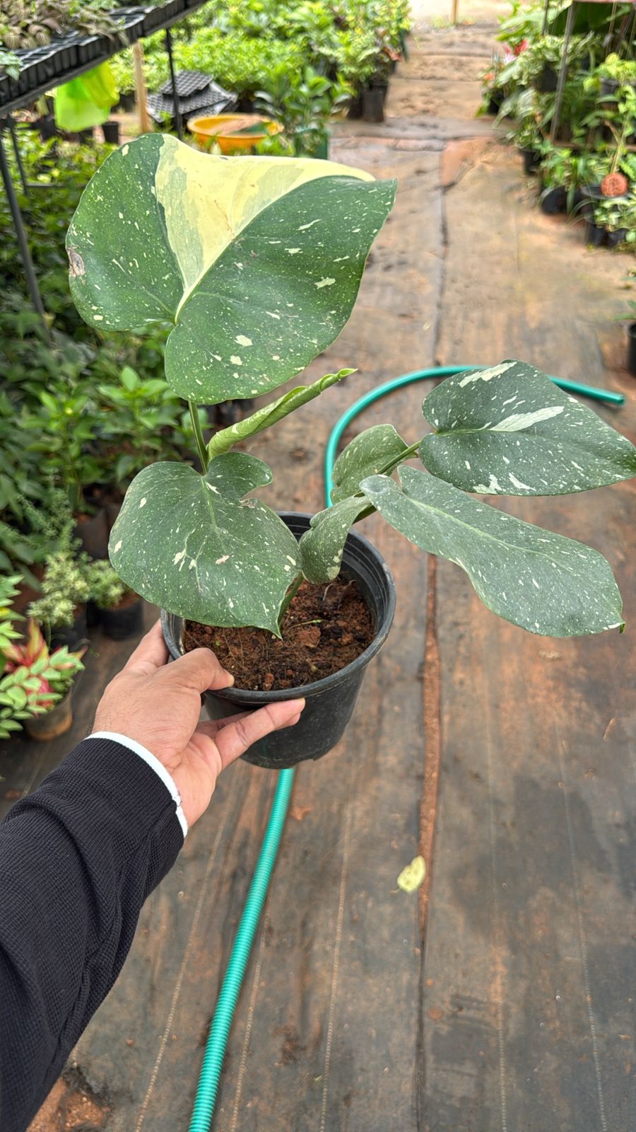 Monstera Thai Constellation