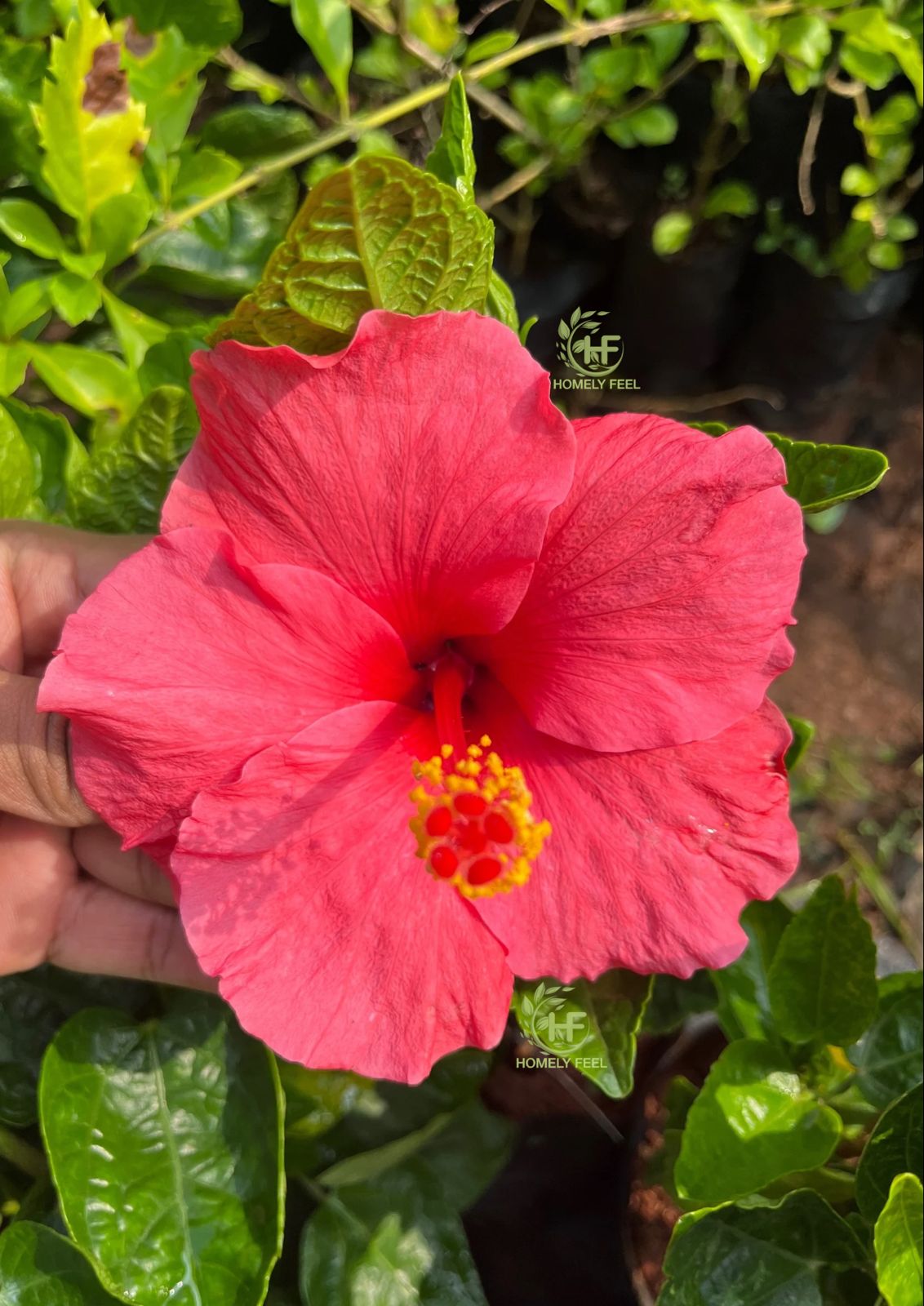 Hibiscus Dark Pink-code 7
