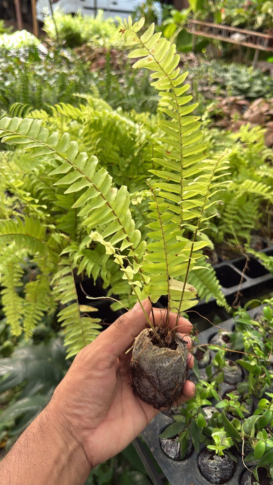 Fern Combo (5 varieties )