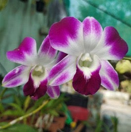 Dendrobium Orchid(Sonia purple) Mature plant