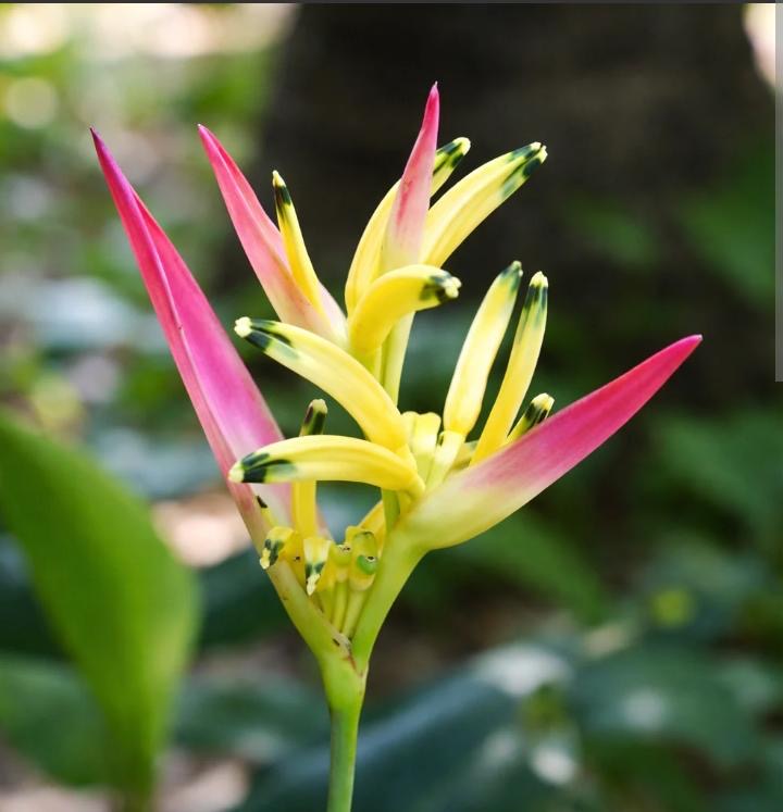 Heliconia Parakeet