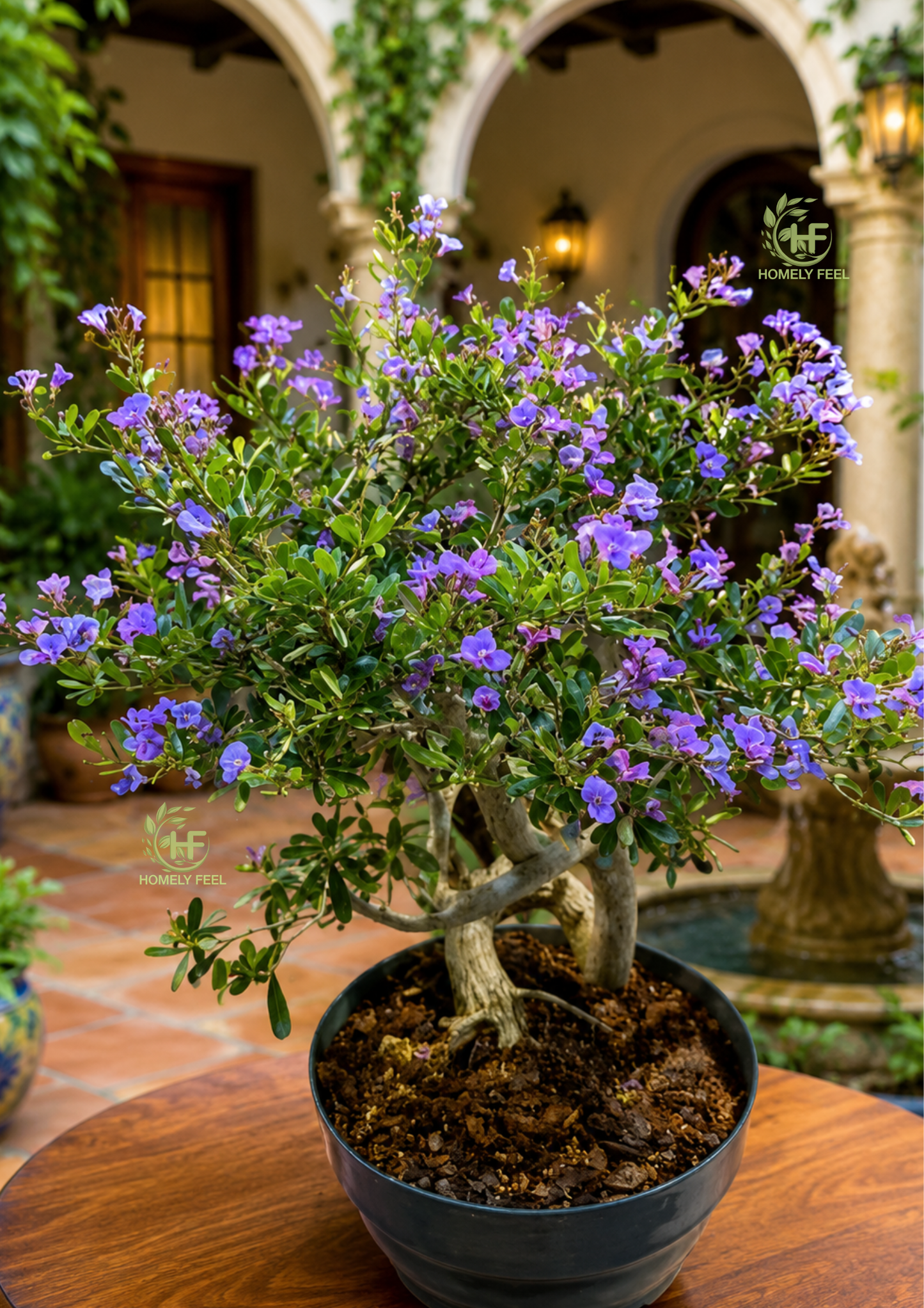 Desmodium Blue Braya(L)