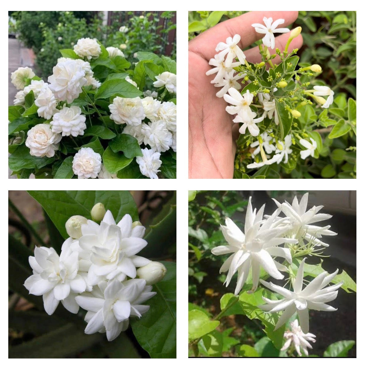 Jasmine Combo(4 Varieties)