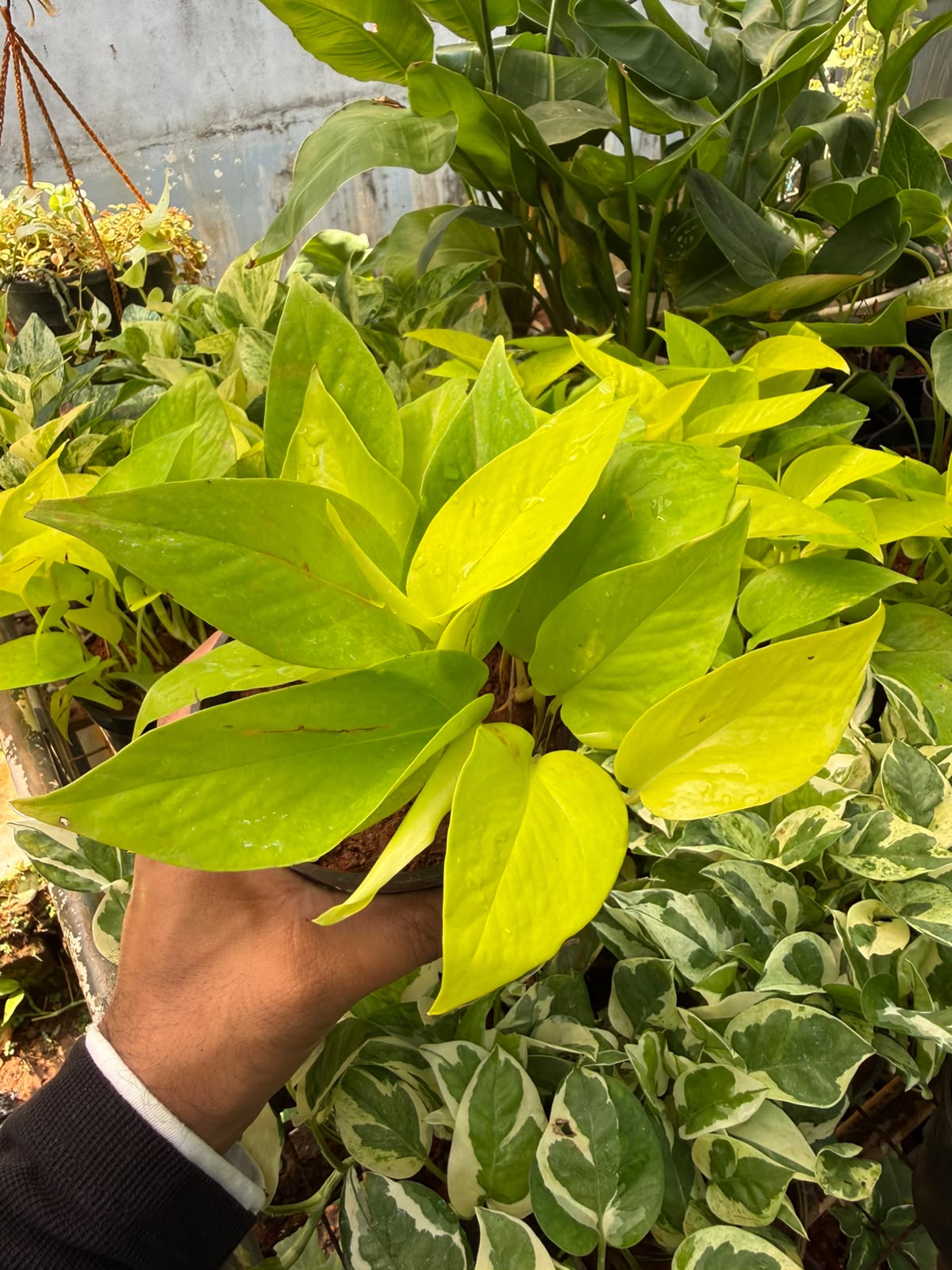 Neon pothos Bushy