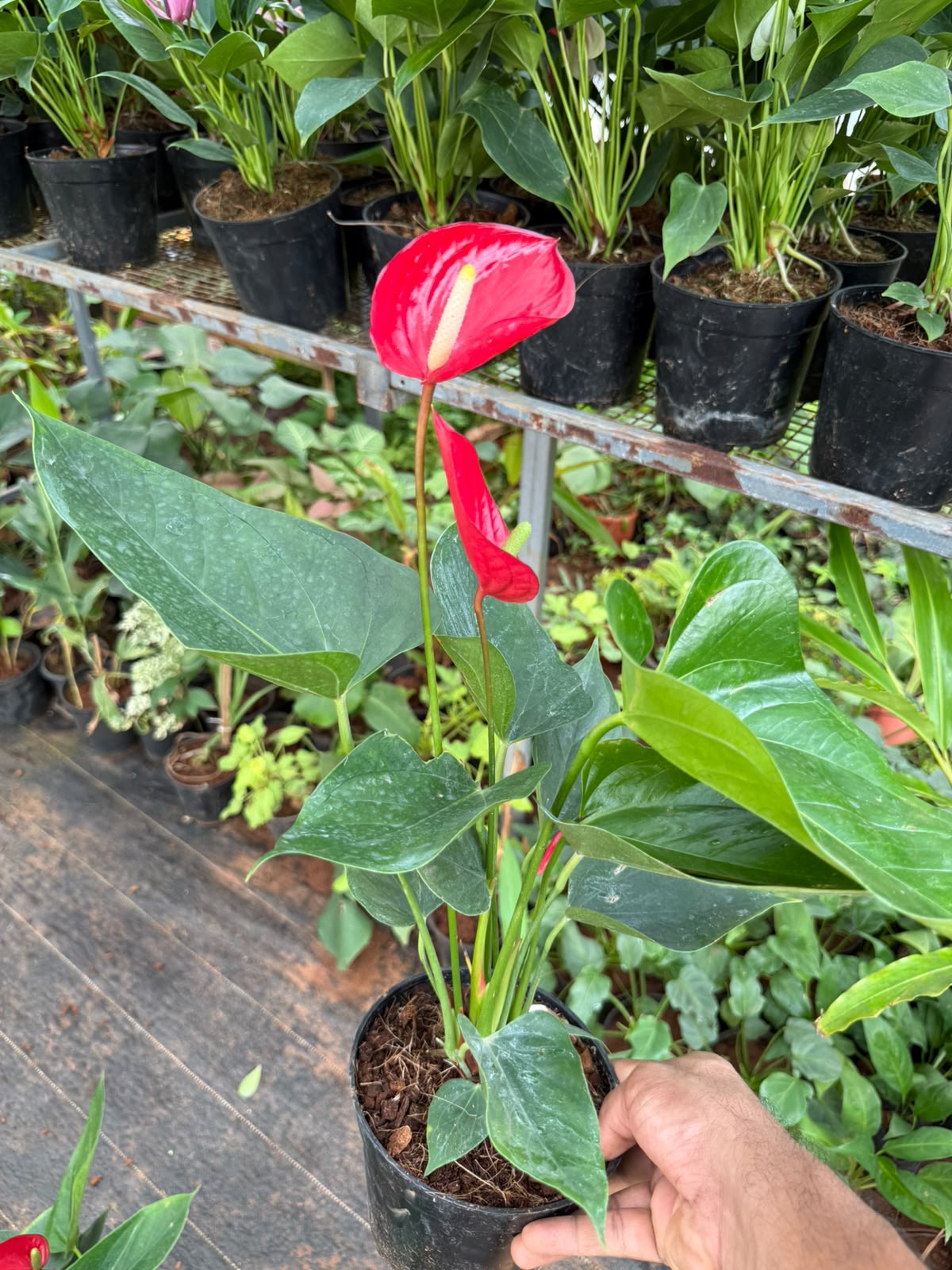 Anthurium Cherry Red (Double Shoot)