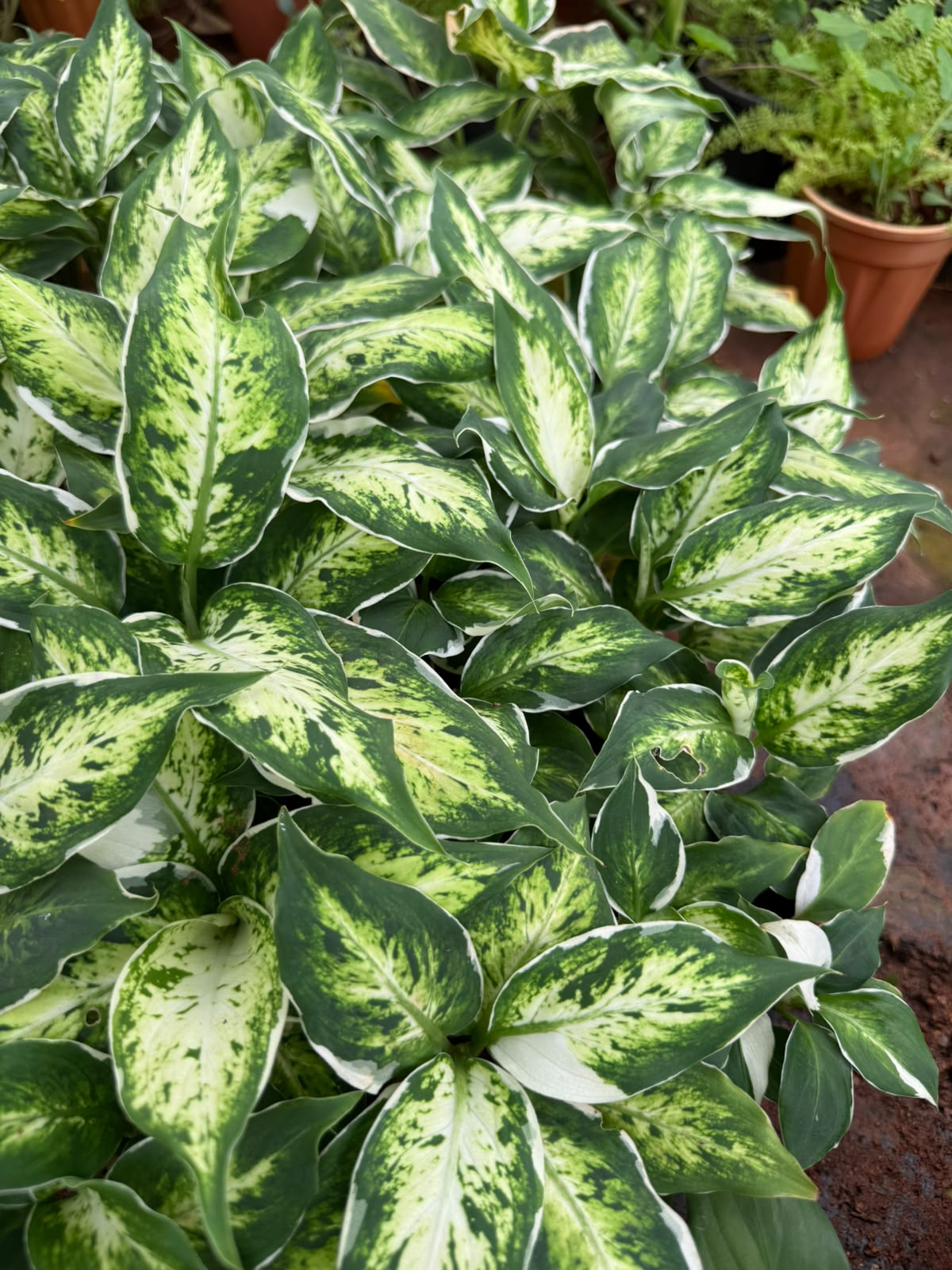 Dieffenbachia Maculata(single shoot)