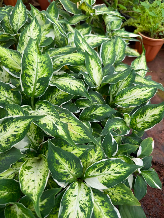 Dieffenbachia Maculata(single shoot)