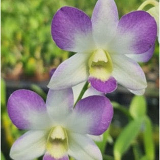 Dendrobium Orchid(Areedang Blue) Seedling