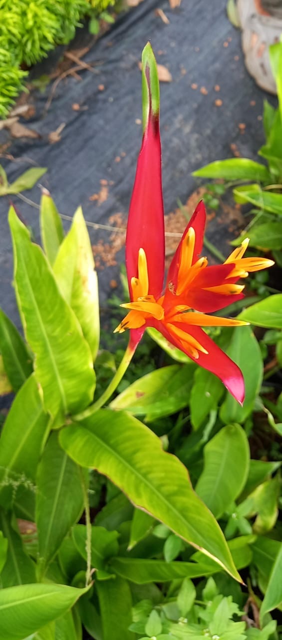 Heliconia St Vincent